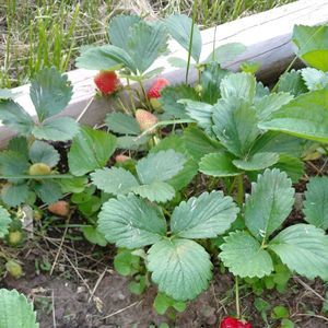 Meet your Posher, Sheri beck